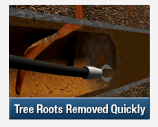 Tree Root Intrusions Belrose